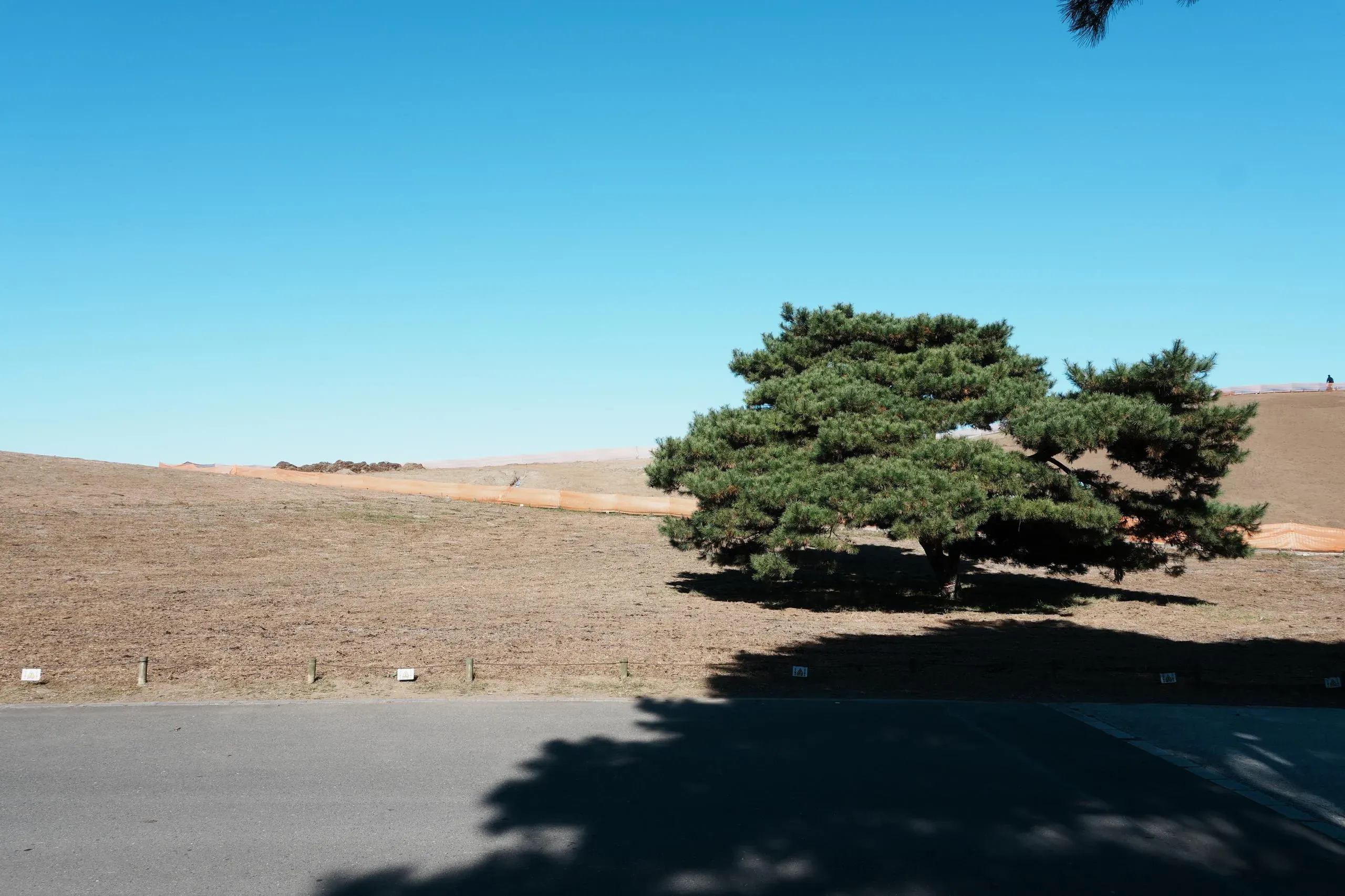 大草原上……一棵樹