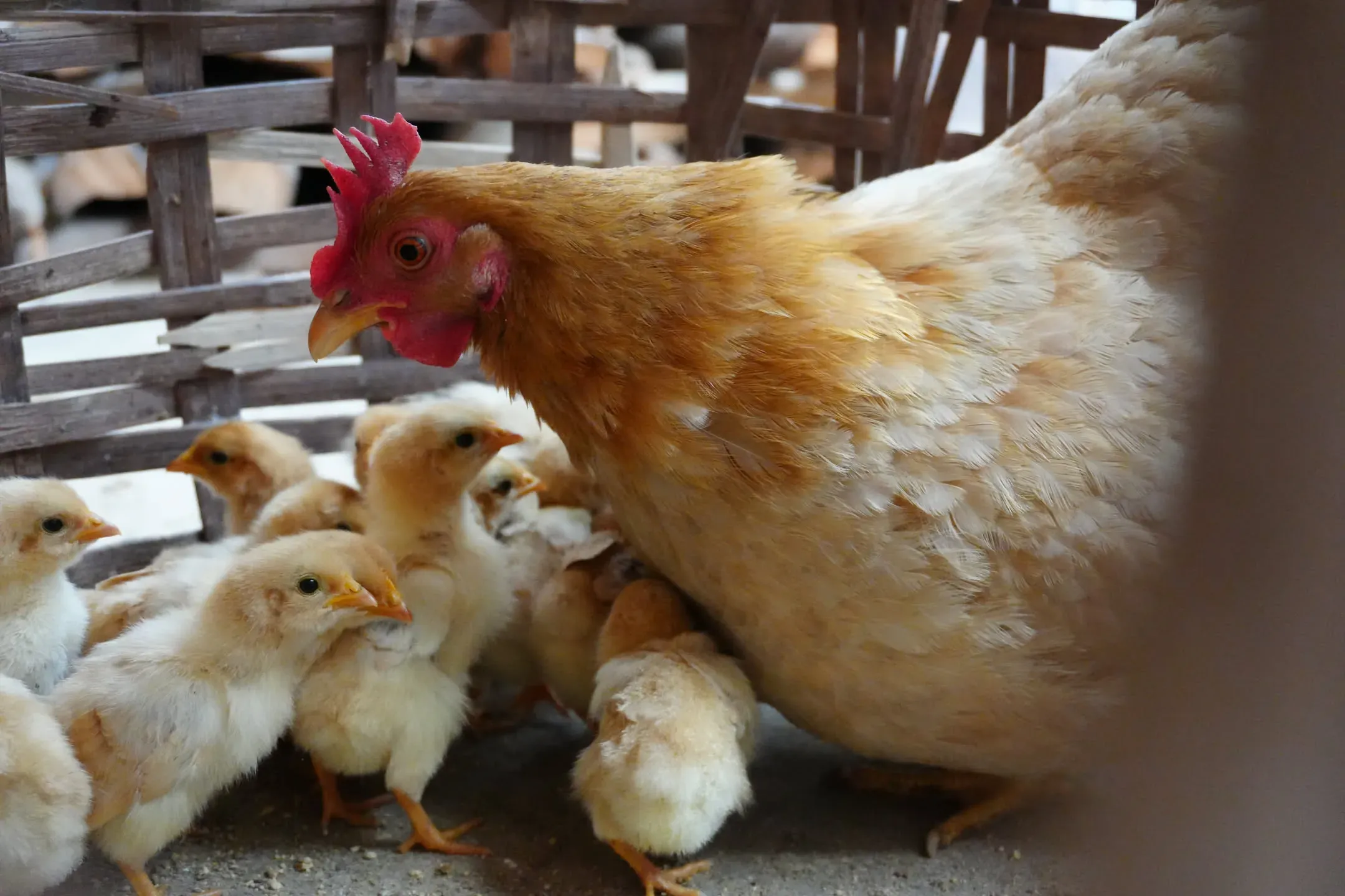 一家老小整整齊齊的春節美食