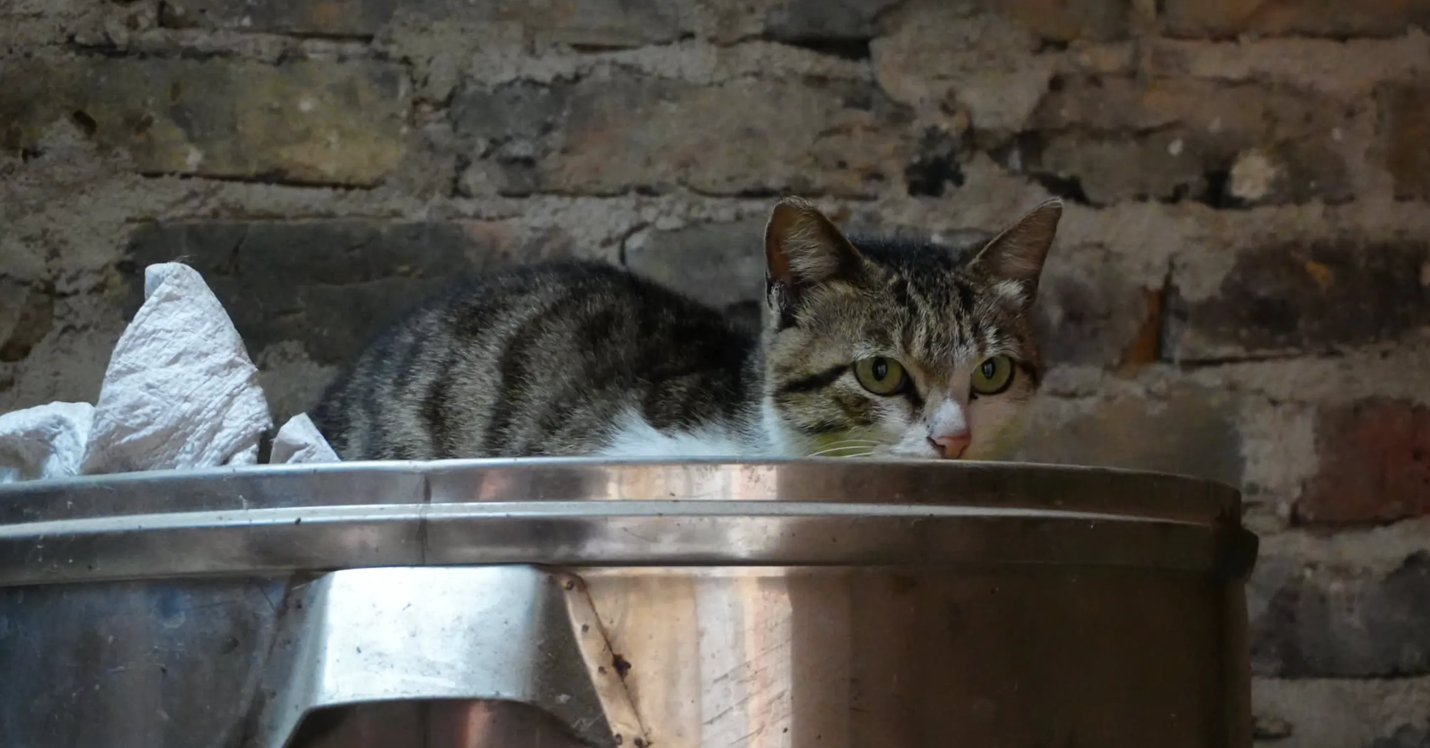 這一段沒有插圖,只能給妳們看看農村特色貓蒸籠